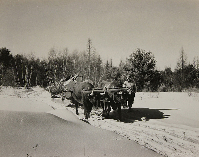 Oxon hauling sled with logs in Maine