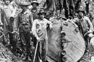 harvesting spruce for World War I