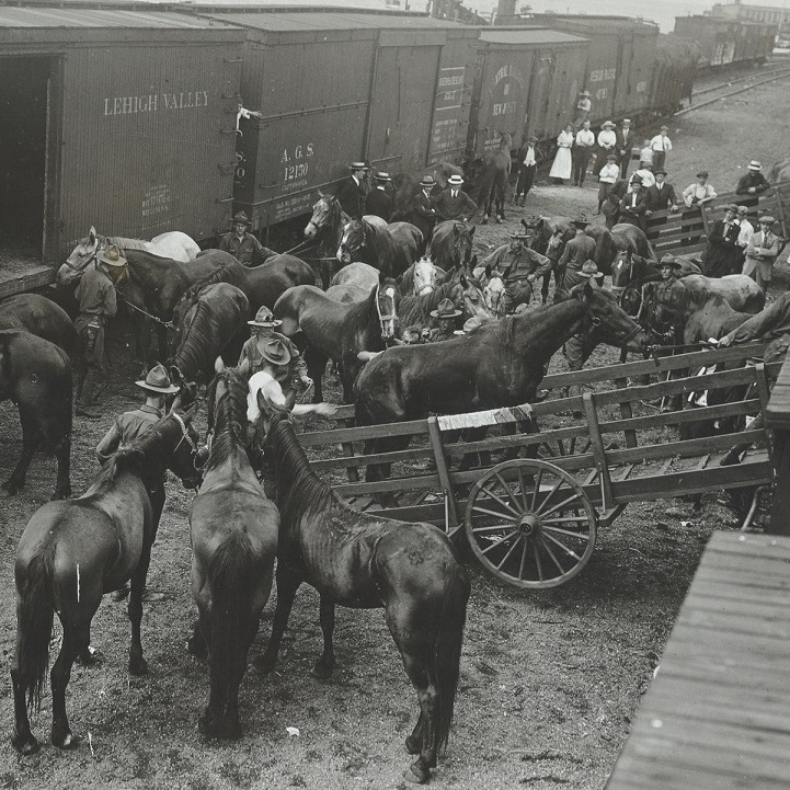 Horses at train station