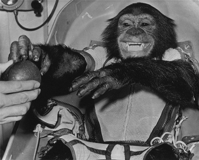 Photograph of Ham the Space Chimp After Orbiting the Earth, January 31