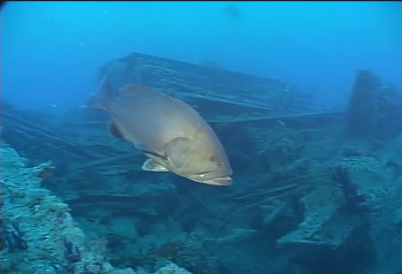 Fish swimming amid the wreck of the Monitor