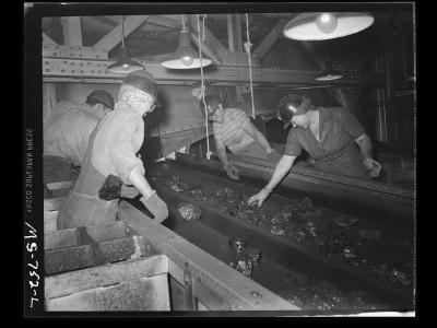 Women picking foreign matter out of coal 